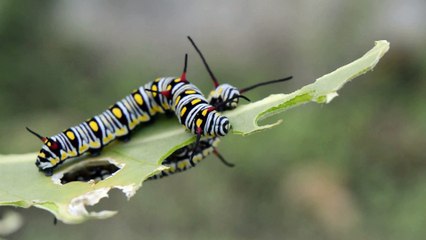 Caterpillar cutting leaf Full HD released by NCV
