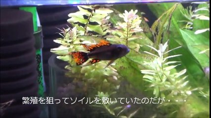 【水槽101】ソイルのｐH測定 PH Measuremant of Aqua soil