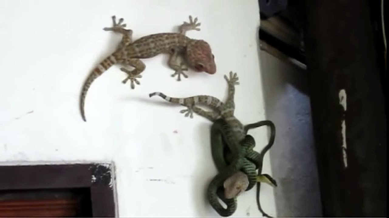 Pictures are hard to find! Reveals the thrillers. Geckos help friends From the green snake