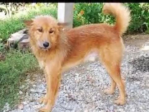 Qeni i shpëton jetën foshnjës së hedhur në plehra