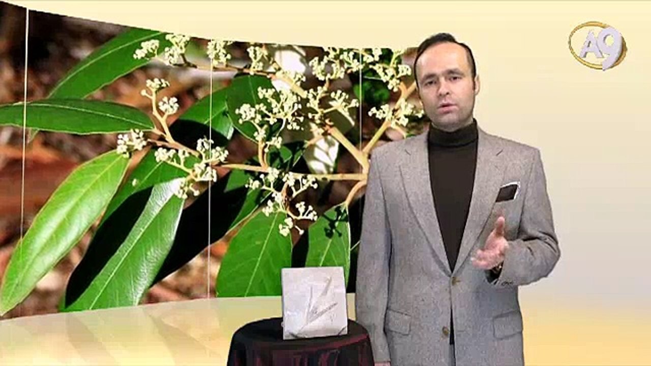 Living Fossils: Sapindaceae Fossil