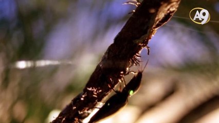 Dinozorlarla birlikte yaşamış silahşör solucan