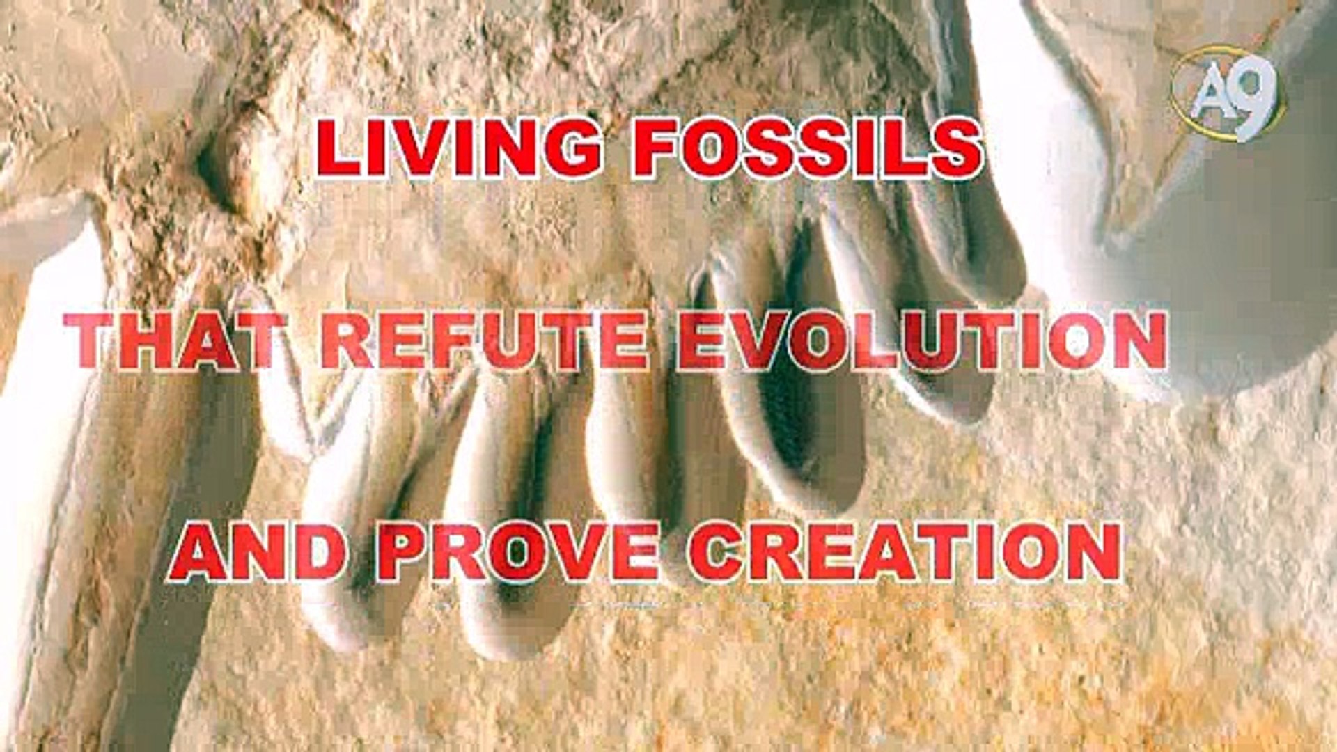 ⁣Living Fossils: Octopus