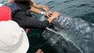 Cheeky Whale Demands Attention From Boaters in Baja California