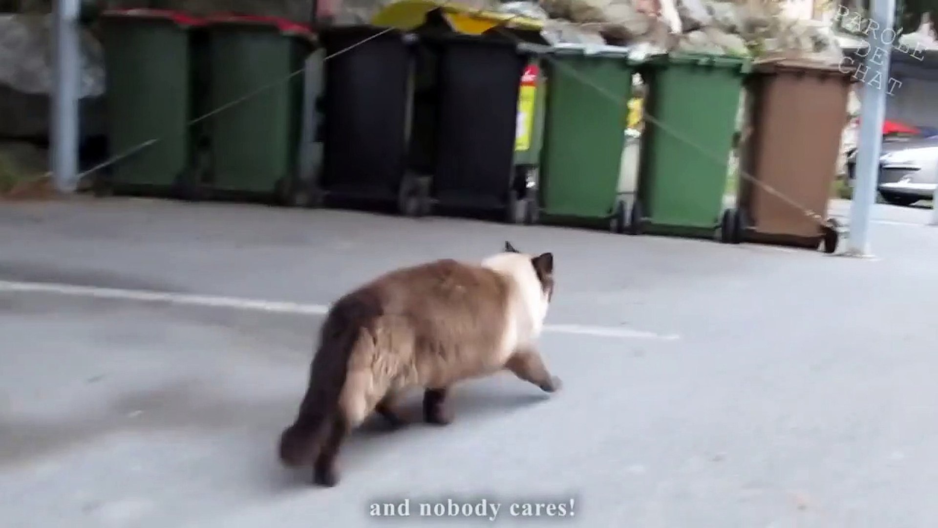 Les Gros Mots 2 Parole De Chat Amjsp7frfae Video Dailymotion