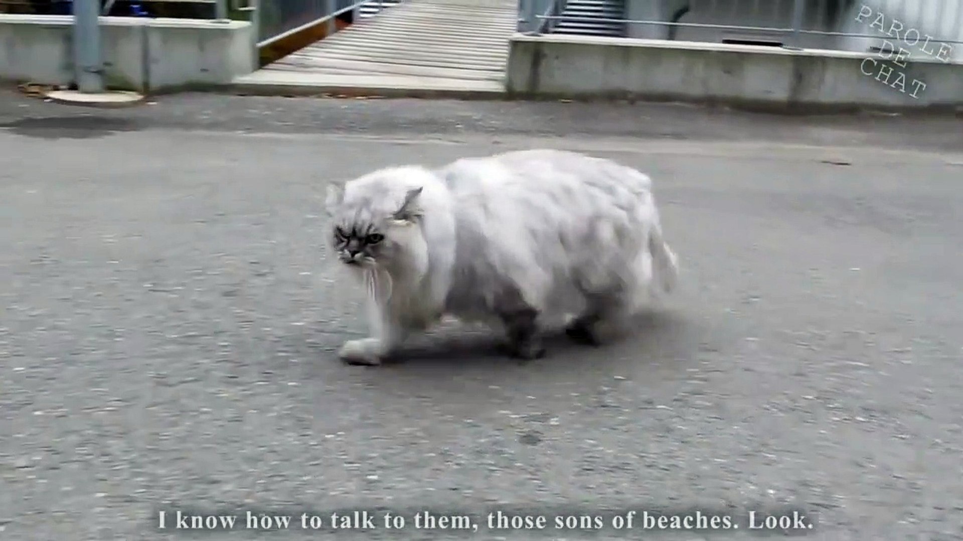 Les Gros Mots 2 Parole De Chat Amjsp Video Dailymotion