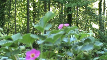 Nature Sounds Early Spring ASMR Relax Therapy