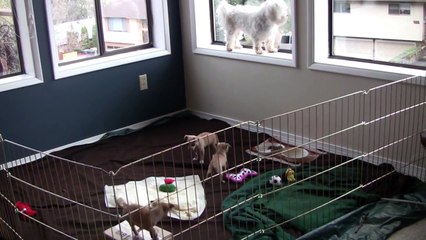Chihuahua Puppies and William Part 5!!