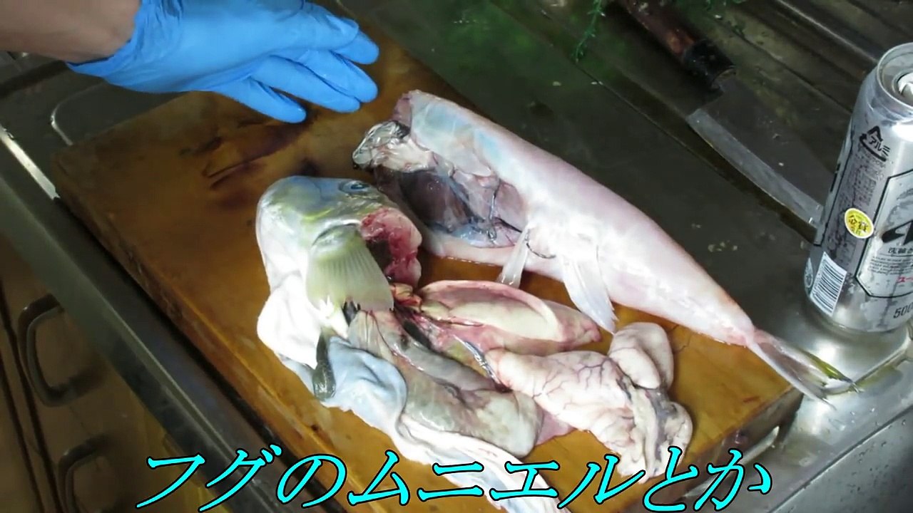 毒なし！白サバフグのさばき方！【かねこの気まぐれクック５本目】