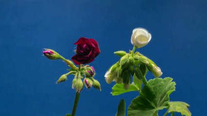 Blooming of roses Full HD released by NCV