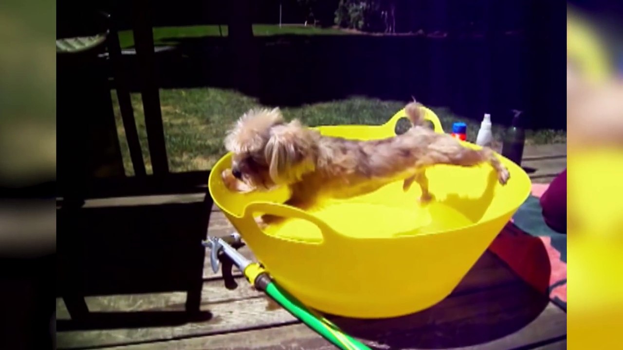 Funniest Pets Hate Taking Baths Home Videos of 2016 Weekly Compilation - Funny Pet Videos