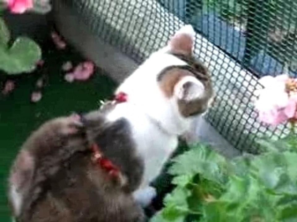 video chipie(mon chat)  (l)