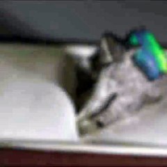 Buy Online Stunning Australian Earrings at Best Price