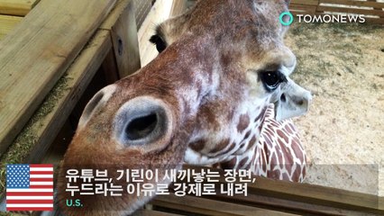 유튜브, 기린이 새끼낳는 장면, 누드라는 이유로 강제로 내려