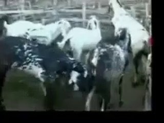 funny videos 2015 tagalog - Funny Bakra Animdsfgwer435345