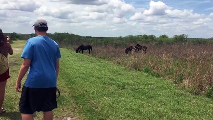 Floride : Un cheval sauvage attaque un alligator dans un parc naturel