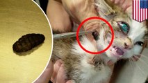 Canine Gastrotomy Surgical Removal Of Foreign Body From Stomach