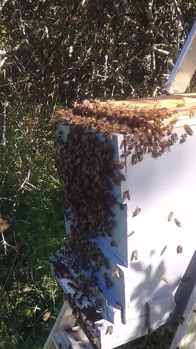 Récupération essaim abeilles Avril 2017