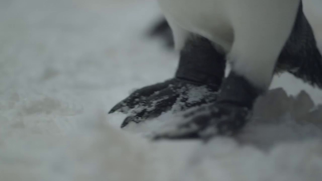 Playing with penguins - Dubai - Emirates