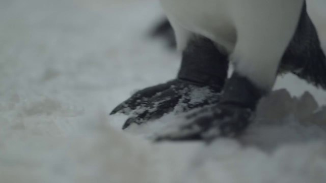 Playing with penguins - Dubai - Emirates