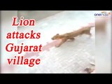Lioness attacks village in Gujarat, Creating panic, Watch Video | Oneindia News