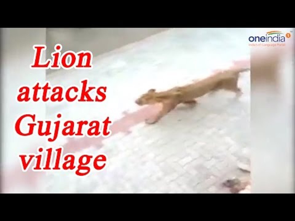 Lioness attacks village in Gujarat, Creating pa...