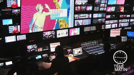 Faune - Chien guide d’aveugle