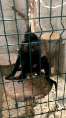 Il se fait voler son iPhone par un singe dans une cage