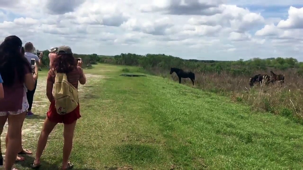 Un cheval attaque un alligator devant des touristes médusés!