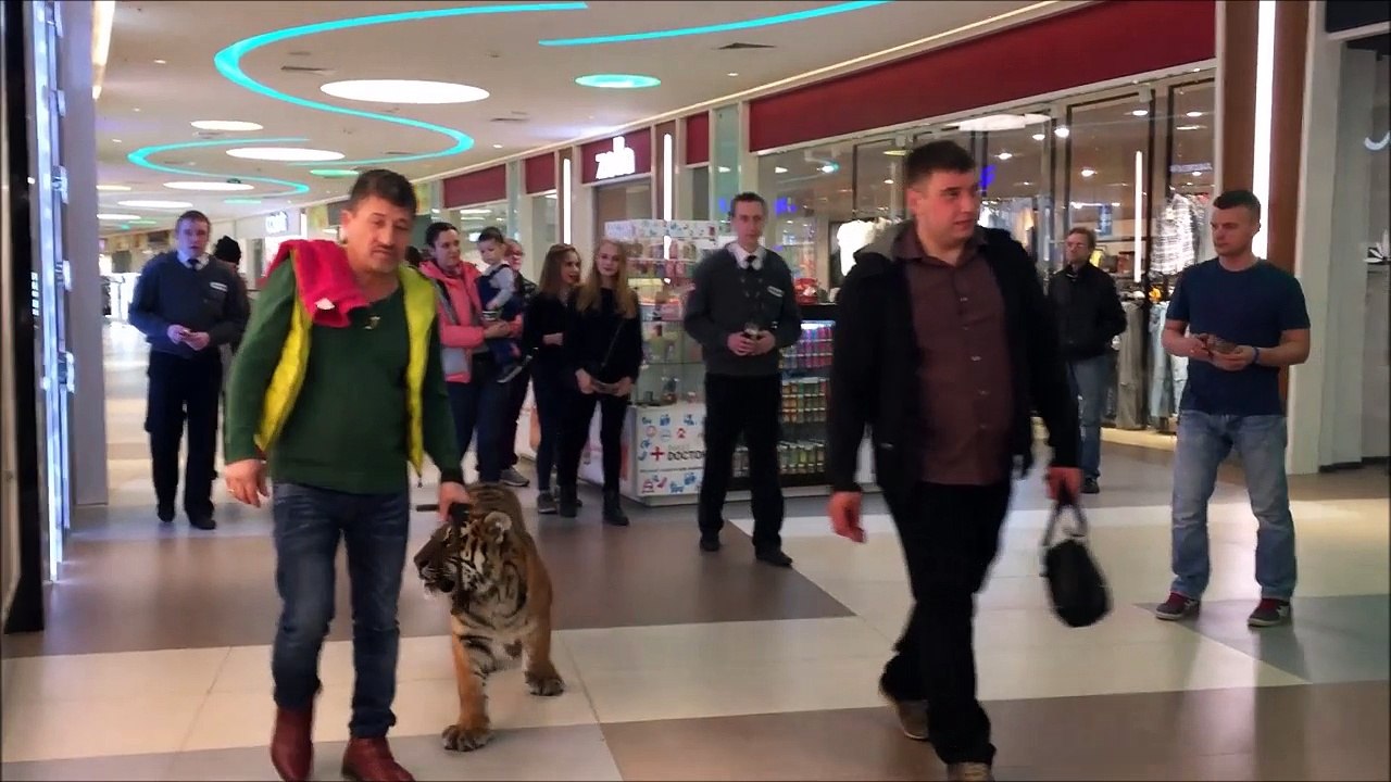 Quand tu croises un tigre dans ton centre commercial... merci les russes