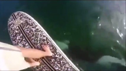 Ce gars en paddle va faire une rencontre incroyable