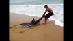 Il vient en aide à un requin echoué et prend tout les risques pour le sauver!
