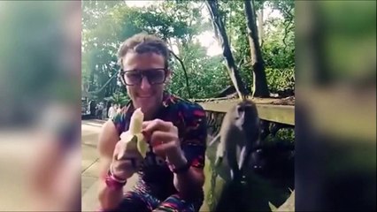 Il se fait voler sa banane par un singe gourmand