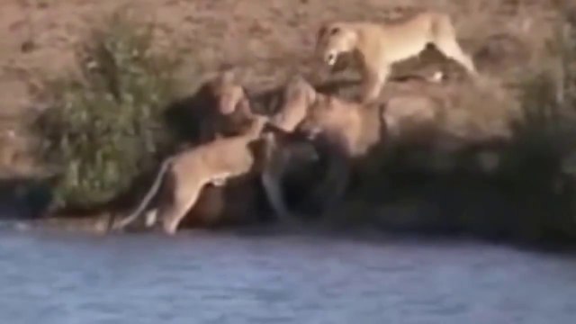 Buffalo ve Aslanın güç mücadelesi inanılmaz anlar. Birbirlerini parçaladılar