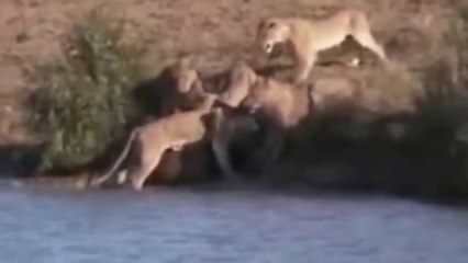 Buffalo ve Aslanın güç mücadelesi inanılmaz anlar. Birbirlerini parçaladılar