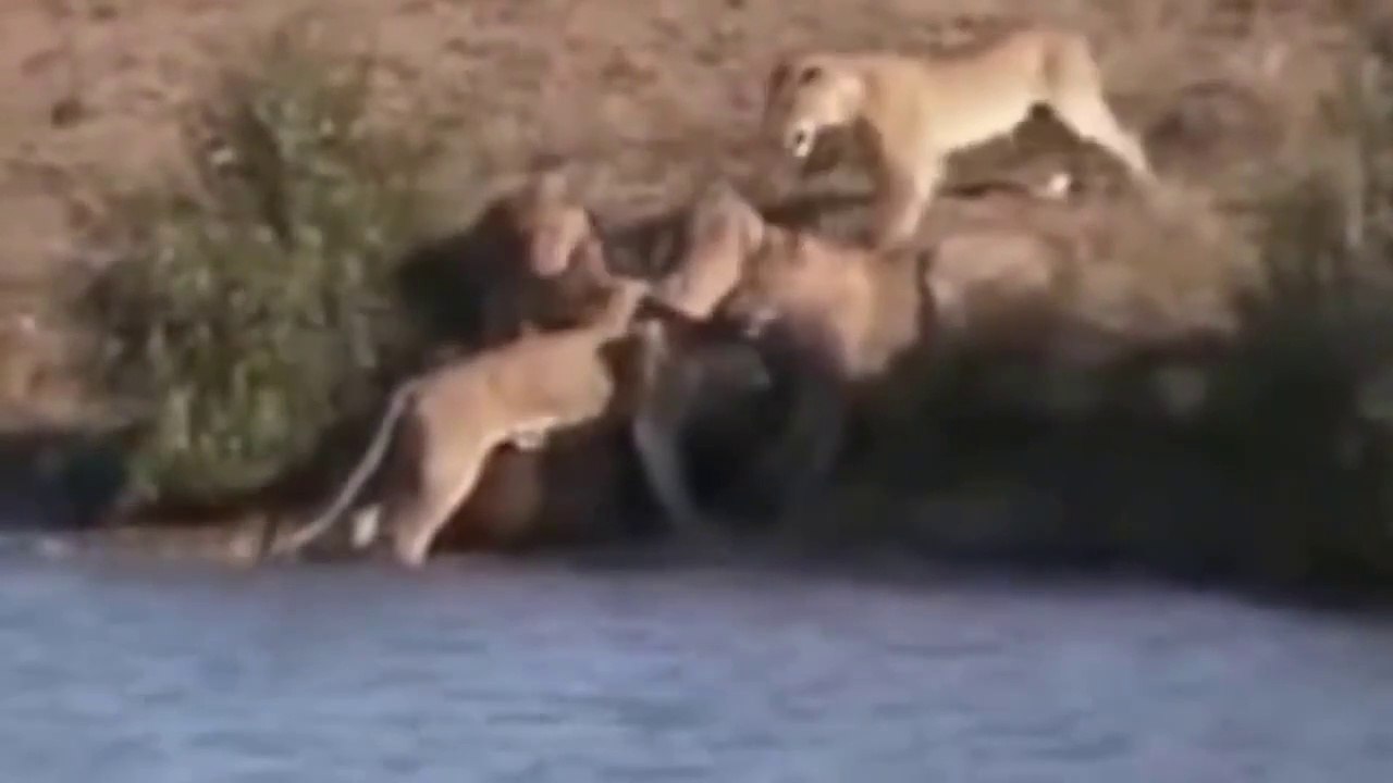 Buffalo ve Aslanın güç mücadelesi inanılmaz anlar. Birbirlerini parçaladılar