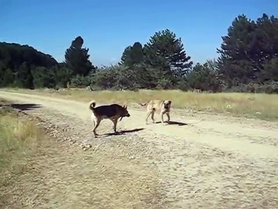Kurt Kangal karşılaşması! Dailymotion Video