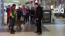 Un homme se promène avec un tigre dans un super marché !