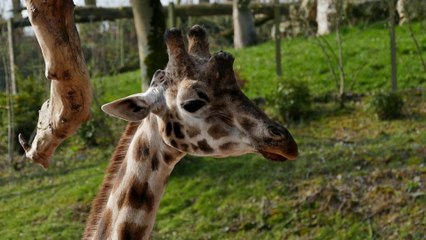 A la découverte des soigneurs des girafes de Pairi Daiza