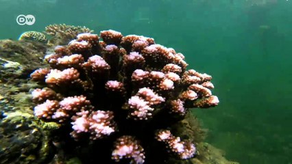 Protecting Kenya's fish stocks | DW English