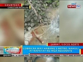 Cobra na may habang 2 metro, nahuli at napatay ng mga residente