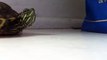 This turtle sneezing is the cutest sound I have ever heard