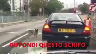 ABBANDONA IL SUO CANE E SCAPPA IN AUTO!!! NON ABBANDONARE IL TUO AMICO A QUATTRO ZAMPE ..