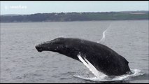 Rare sighting of humpback whale off UK coast