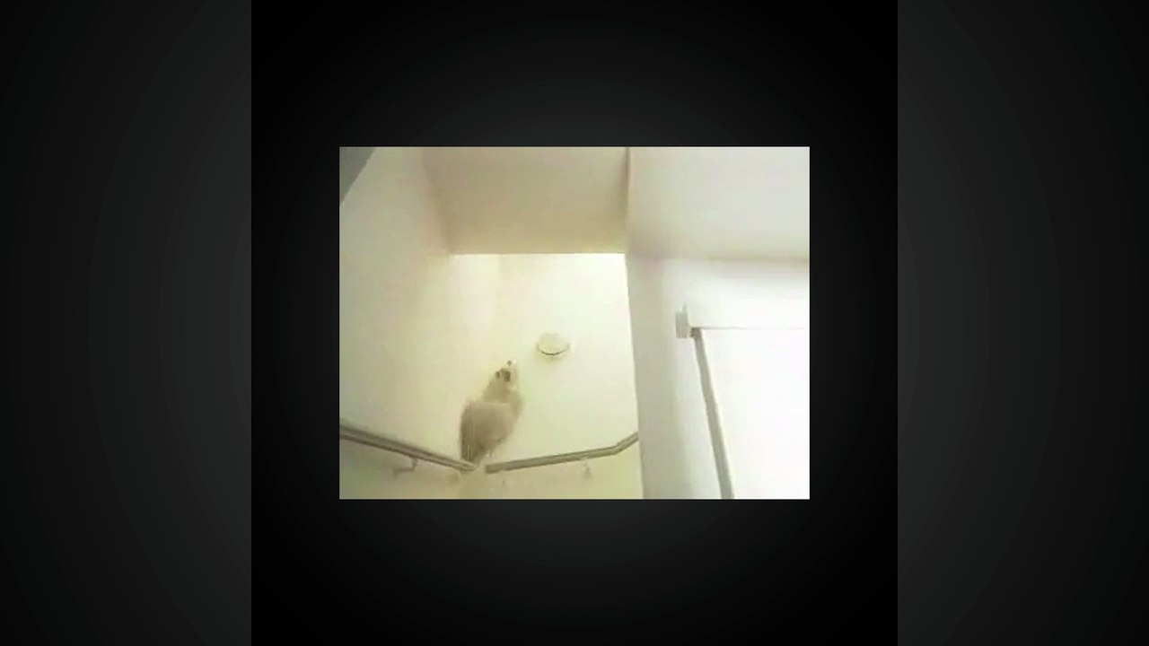 Que se passe-t-il si on beurre le dos d'un chat ?