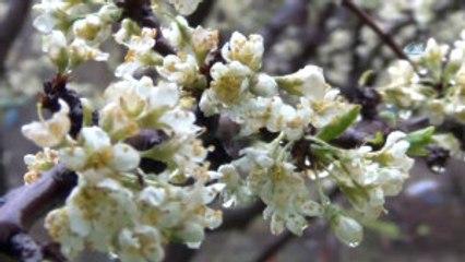 Şiddetli Yağış Çiçek Açan Meyve Ağaçlarını Vurdu
