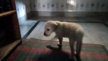 Cute Labrador Puppy Playing !!