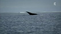 Odyssée Pacifique - Cap sur les baleines à bosse