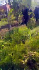 Live - Vijojm mbi Manz, me forcat e Policise se Shtetit gjate kontrollit te territorit me helikopter