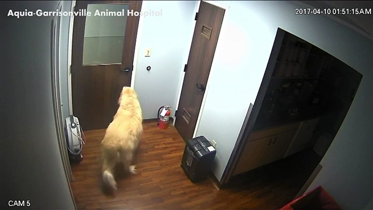 Le chien qui réussit à s'échapper d'une SPA